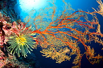 Crinoid or feather star on a sea fan (Melithaea sp) Tubbataha Reef Natural Park, UNESCO World Heritage Site,  Sulu Sea, Cagayancillo, Palawan, Philippines