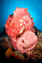 Barrel sponge (Xestospongia testudinaria) Tubbataha Reef Natural Park, UNESCO World Heritage Site,  Sulu Sea, Cagayancillo, Palawan, Philippines