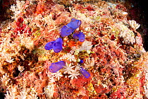 Ascidian (Rhopalaea sp.)   Tubbataha Reef Natural Park, UNESCO World Heritage Site,  Sulu Sea, Cagayancillo, Palawan, Philippines