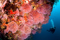 Scuba diver and Gorgonian fan (Acabaria sp.) Tubbataha Reef Natural Park, UNESCO World Heritage Site,  Sulu Sea, Cagayancillo, Palawan, Philippines