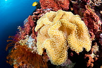 Mushroom leather coral (Sarcophyton sp) Tubbataha Reef Natural Park, UNESCO World Heritage Site,  Sulu Sea, Cagayancillo, Palawan, Philippines