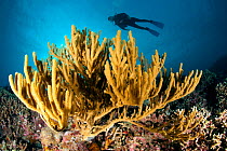 Scuba diver and sea fan (Rumphella sp), Tubbataha Reef Natural Park, UNESCO World Heritage Site,  Sulu Sea, Cagayancillo, Palawan, Philippines