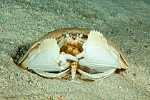 Giant box crab (Calappa calappa) eating a shell, Tubbataha Reef Natural Park, UNESCO World Heritage Site,  Sulu Sea, Cagayancillo, Palawan, Philippines
