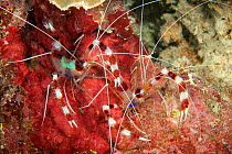 Couple of banded boxer shrimp (Stenopus hispidus) Tubbataha Reef Natural Park, UNESCO World Heritage Site,  Sulu Sea, Cagayancillo, Palawan, Philippines