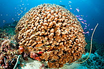Coral (Favia stelligera) Tubbataha Reef Natural Park, UNESCO World Heritage Site,  Sulu Sea, Cagayancillo, Palawan, Philippines