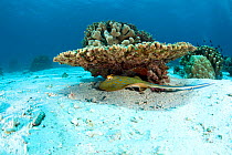 Blue-spotted stingray (Dasyatis kuhlii) under an hard coral, Tubbataha Reef Natural Park, UNESCO World Heritage Site,  Sulu Sea, Cagayancillo, Palawan, Philippines