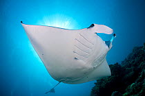 Manta ray (Manta birostris) Tubbataha Reef Natural Park, UNESCO World Heritage Site,  Sulu Sea, Cagayancillo, Palawan, Philippines