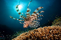 Lionfish (Pterois volitans) Tubbataha Reef Natural Park, UNESCO World Heritage Site,  Sulu Sea, Cagayancillo, Palawan, Philippines