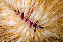 Detail of mushroom coral (Fungia fungites) Tubbataha Natural Park, Sulu Sea, Cagayancillo, Palawan, Philippines