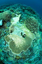 Reef covered with hard coral (Acropora hyacinthus) with signs of disease and  bleaching,  Tubbataha Reef Natural Park, UNESCO World Heritage Site,  Sulu Sea, Cagayancillo, Palawan, Philippines