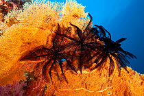 Crinoids or feather star and gorgonian fan (Subergorgia mollis) Tubbataha Reef Natural Park, UNESCO World Heritage Site,  Sulu Sea, Cagayancillo, Palawan, Philippines