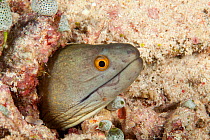 Yellowmargin moray (Gymnothorax flavimarginatus) peering out of hole, Tubbataha Reef Natural Park, UNESCO World Heritage Site,  Sulu Sea, Cagayancillo, Palawan, Philippines