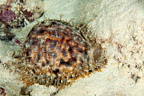 Cowry shell (Cypraea tigris) Tubbataha Reef Natural Park, UNESCO World Heritage Site, Sulu Sea, Cagayancillo, Palawan, Philippines
