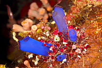Ascidian (Rhopalaea sp) Tubbataha Reef Natural Park, UNESCO World Heritage Site,  Sulu Sea, Cagayancillo, Palawan, Philippines