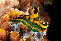 Nudibranch (Tambja morosa) Tubbataha Reef Natural Park, UNESCO World Heritage Site,  Sulu Sea, Cagayancillo, Palawan, Philippines