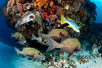 Shoal of Many-spotted sweetlips (Plectorhinchus chaetodonoides) on a cleaning station, Tubbataha Reef Natural Park, UNESCO World Heritage Site,  Sulu Sea, Cagayancillo, Palawan, Philippines