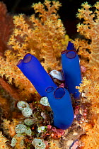 Ascidian (Rhopalaea sp) Tubbataha Reef Natural Park, UNESCO World Heritage Site,  Sulu Sea, Cagayancillo, Palawan, Philippines