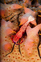 Emperor shrimp (Periclemenes imperator) on sea cucumber (Thelenota ananas) Tubbataha Reef Natural Park, UNESCO World Heritage Site,  Sulu Sea, Cagayancillo, Palawan, Philippines