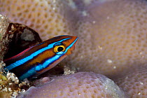 Blue lined blenny (Helcogramma striata) Tubbataha Reef Natural Park, UNESCO World Heritage Site,  Sulu Sea, Cagayancillo, Palawan, Philippines