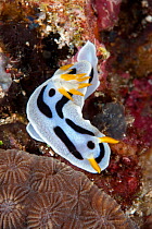 Nudibranch (Chromodoris dianae) Tubbataha Reef Natural Park, UNESCO World Heritage Site,  Sulu Sea, Cagayancillo, Palawan, Philippines