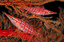 Longnose hawkfish (Oxycirrhites typus) two in coral, Tubbataha Reef Natural Park, UNESCO World Heritage Site,  Sulu Sea, Cagayancillo, Palawan, Philippines