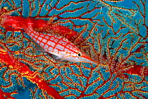 Longnose hawkfish (Oxycirrhites typus) hiding in coral, Tubbataha Reef Natural Park, UNESCO World Heritage Site,  Sulu Sea, Cagayancillo, Palawan, Philippines