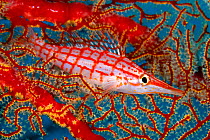 Longnose hawkfish (Oxycirrhites typus) in coral, Tubbataha Reef Natural Park, UNESCO World Heritage Site,  Sulu Sea, Cagayancillo, Palawan, Philippines