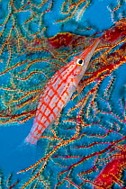 Longnose hawkfish (Oxycirrhites typus) Tubbataha Reef Natural Park, UNESCO World Heritage Site,  Sulu Sea, Cagayancillo, Palawan, Philippines