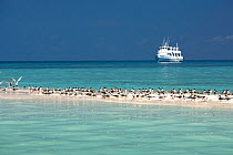 Greater crested terns (Thalasseus bergii) on a strip of sand with the MV Atlantis Azores liveaboard boat in distance, Tubbataha Reef Natural Park, UNESCO World Heritage Site,  Sulu Sea, Cagayancillo,...