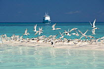 Greater crested terns (Thalasseus bergii) on a strip of sand with the MV Atlantis Azores liveaboard boat  in distance,  Tubbataha Reef Natural Park, UNESCO World Heritage Site,  Sulu Sea, Cagayancillo...