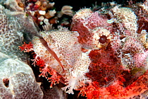 Scorpionfish (Scorpaenopsis oxycephalus) Tubbataha Reef Natural Park, UNESCO World Heritage Site,  Sulu Sea, Cagayancillo, Palawan, Philippines