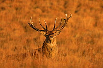 Red Deer (Cervus elaphus) stag during rut, UK. October.