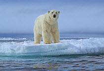 Polar bear (Ursus maritimus) standing on the edge of the pack ice, Svalbard, Norway. June.