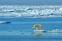 Polar bear (Ursus maritimus) on the edge of the pack ice, Svalbard, Norway. June.