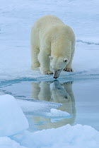 Polar bear (Ursus maritimus) standing on pack ice at the water's edge, Svalbard, Norway. June.