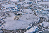 Polar bear (Ursus maritimus) walking on pack ice, Svalbard, Norway. September.