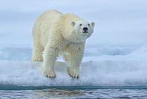 Polar bear (Ursus maritimus) standing at the edge of the pack ice, Svalbard, Norway. June.