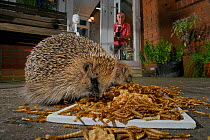 Two Hedgehogs (Erinaceus europaeus) feeding on mealworms and oatmeal left out for them on a patio, watched by home owner preparing to take a photograph, Chippenham, Wiltshire, UK, August. Taken with a...