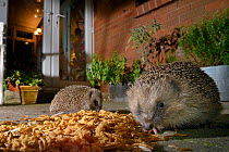 Two Hedgehogs (Erinaceus europaeus) feeding on mealworms and oatmeal left out for them on a patio, watched by home owners, Chippenham, Wiltshire, UK, August. Taken with a remote camera. Property and m...