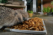 Two Hedgehogs (Erinaceus europaeus) feeding on mealworms left out for them on a patio, Chippenham, Wiltshire, UK, August.  Taken with a remote camera. Property released.