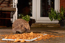 Hedgehog (Erinaceus europaeus) feeding on mealworms and oatmeal left out on a patio, Chippenham, Wiltshire, UK, August.  Taken with a remote camera. Property released.