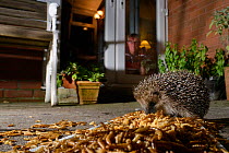 Hedgehog (Erinaceus europaeus) feeding on mealworms left out on a patio, watched by home owner, Chippenham, Wiltshire, UK, August.  Taken with a remote camera. Property and model released.