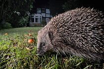 Hedgehog (Erinaceus europaeus) foraging on a lawn in a suburban garden at night, Chippenham, Wiltshire, UK, September.  Taken with a remote camera. Property released.