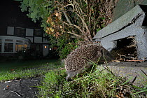 Hedgehog (Erinaceus europaeus) heading for a hedgehog house at night in a suburban garden, Chippenham, Wiltshire, UK, August.  Taken with a remote camera trap. Property released.