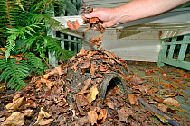 Hedgehog house positioned in a suburban garden and covered with leaf litter by home-owner, Chippenham, Wiltshire, UK, September.  Model released.
