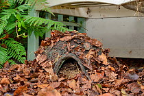 Hedgehog house in a suburban garden along with straw bedding and leaf litter, Chippenham, Wiltshire, UK, September.