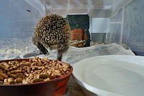 Hedgehog (Erinaceus europaeus) leaving a home-made hedgehog feeder box with a narrow entrance, designed to exclude cats and foxes, after feeding on meat-based hedgehog pellets, at night, suburban gard...