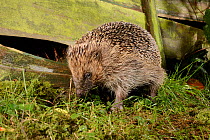 Hedgehog (Erinaceus europaeus) in a suburban garden at night near a gap in the fence used to access the next door garden, Chippenham, Wiltshire, UK, August.  Taken with a remote camera trap.