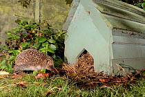 Hedgehog (Erinaceus europaeus) returning to a hedgehog house at night in a suburban garden, Chippenham, Wiltshire, UK, September.  Taken with a remote camera trap.