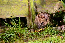 Hedgehog (Erinaceus europaeus) entering a suburban garden from the next door garden by squeezing through a gap in the fence at night, Chippenham, Wiltshire, UK, August.  Taken with a remote camera tra...